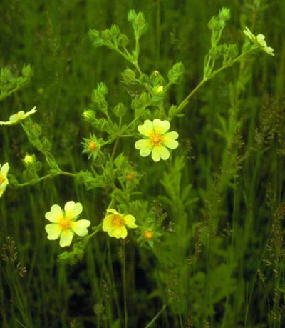 Pale yellow flowers of sulfur cinquefoil Pale yellow flowers of sulfur cinquefoil