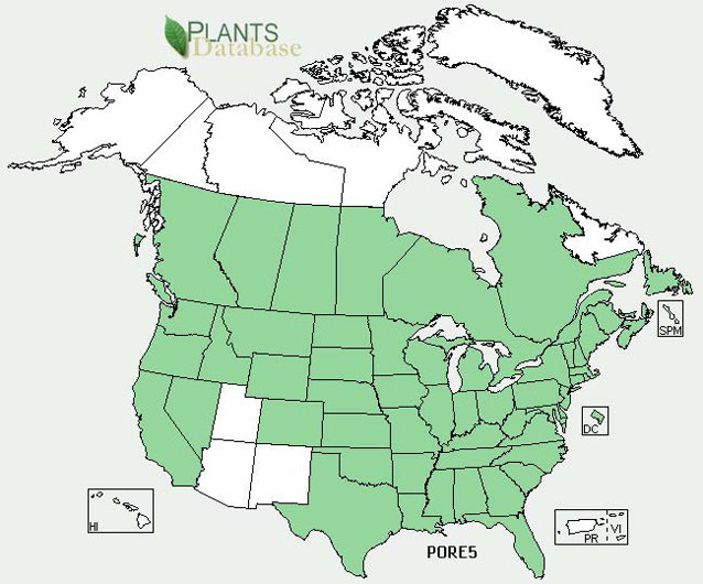 Distribution map for sulfur cinquefoil