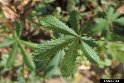 Close-up of sulfur cinquefoil compound leaf