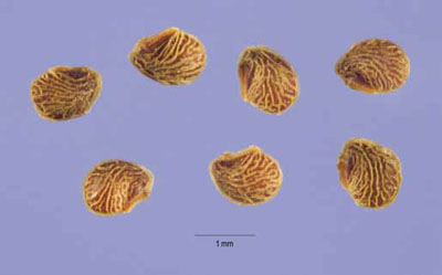 Macro photo of tiny sulfur cinquefoil fruits on a solid colored background Macro photo of tiny sulfur cinquefoil fruits on a solid colored background