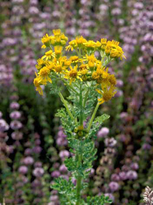 Clusters of small yellow flowers atop a tansy ragwort plant