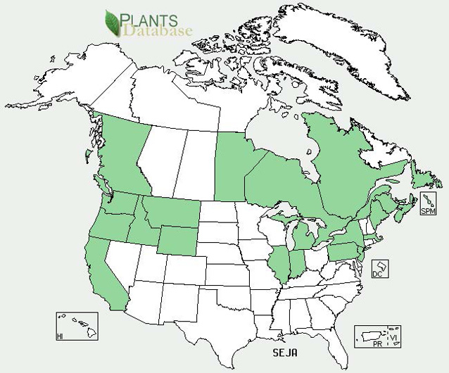 Distribution map for tansy ragwort