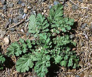 Basal rosette of tansy ragwort