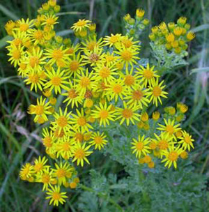 Cluster of tansy ragwort flowers from above