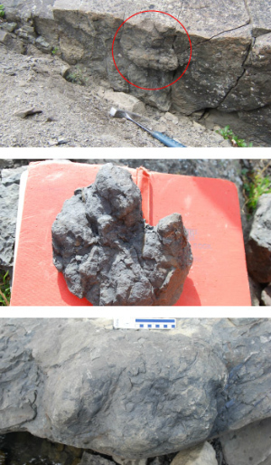 Dinosaur tracks are shown in and separated from bedrock Dinosaur tracks are shown in and separated from bedrock