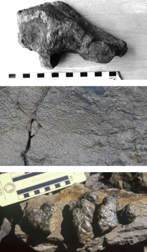 Dinosaur tracks in rock