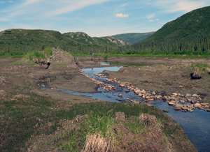 abandoned beaver dam