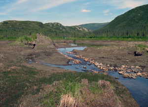 abandoned beaver dam abandoned beaver dam