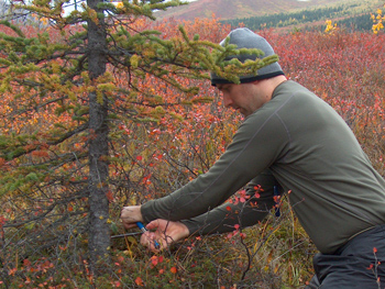 man takes core from white spruce tree