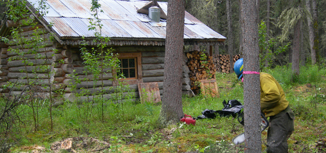 a man chainsaws a tree with a log cabin in the background
