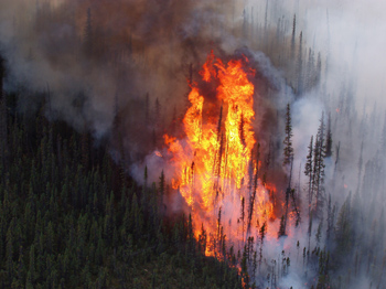 Aerial view of a wildfire in a spruce forest