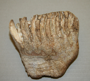 fossil