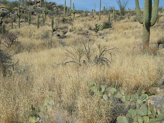 Dense stand of the invasive grass buffelgrass choking out native vegetation in Saguaro National Park
