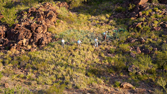 Personnel treating the invasive grass buffelgrass with herbicides in Saguaro National Park