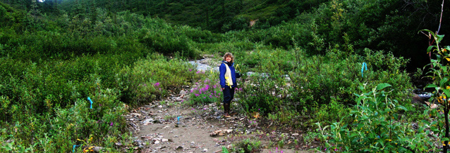 woman stands next to a small creek in dense vegetation