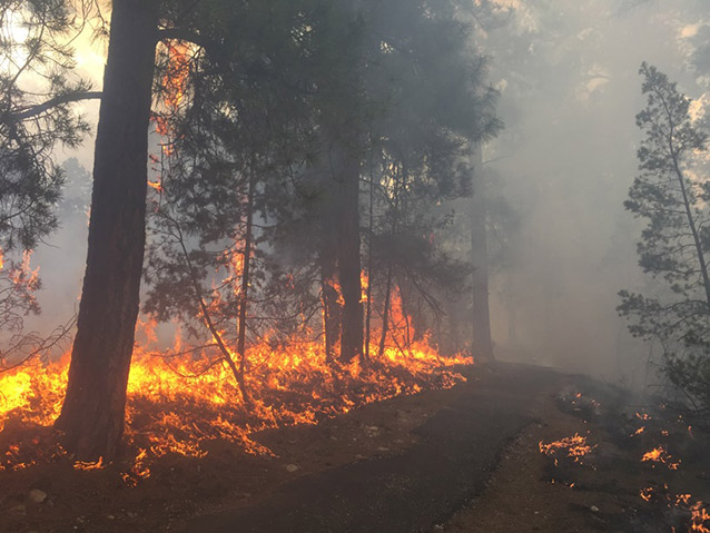 prescribed burn along a park trail