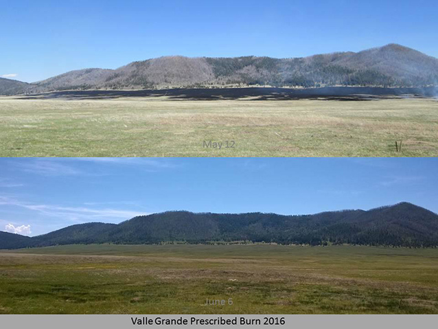 photo comparison of burned area and healthy grassland that has regrown