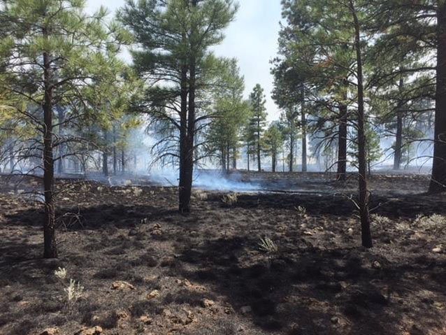 burned forest floor under the green canopy of the trees above