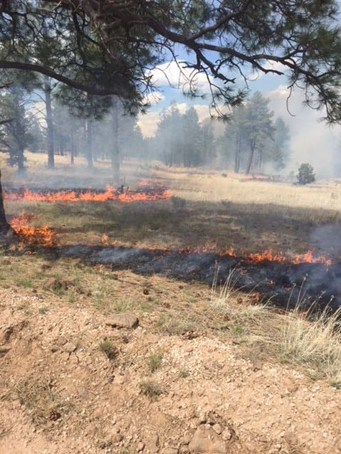 low intensity prescribed fire