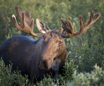 Close up of a moose with velvet antlers Close up of a moose with velvet antlers