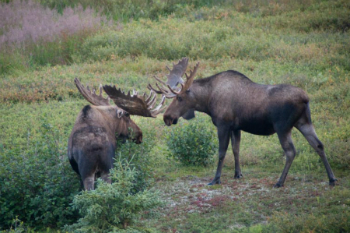 two moose with large antlers face each other
