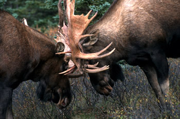 Two moose lock antlers in a rut