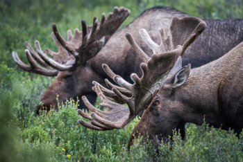 two moose eat in brush