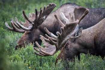 two moose eat in brush two moose eat in brush