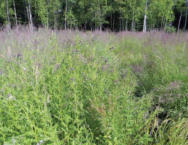 Canada thistle in a clearing