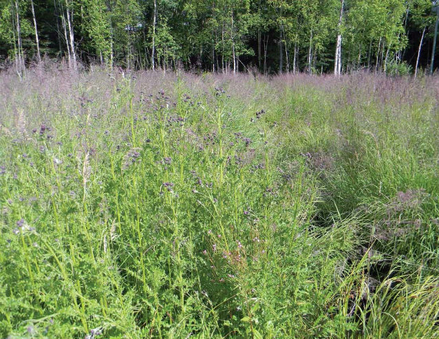 Canada thistle in a clearing Canada thistle in a clearing