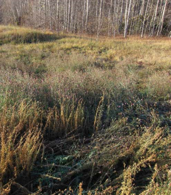 Spotted knapweed at the edge of a forest