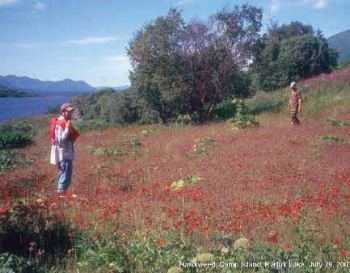 man standing in a red field of orange hawkweed man standing in a red field of orange hawkweed
