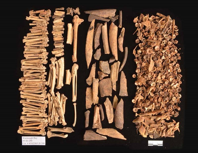 bones on a black background from birds, mammals, and fish bones on a black background from birds, mammals, and fish