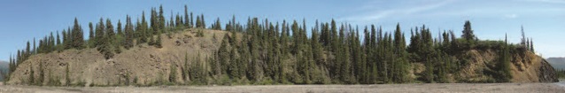 hillside covered in spruce trees hillside covered in spruce trees