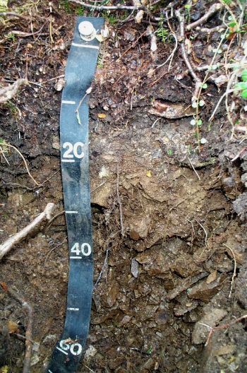 measuring tape on a transect of soil