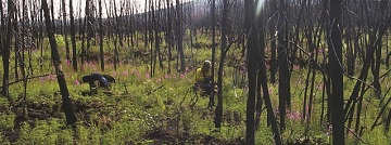 woman stands in a burned forest where the understory is beginning to grow again