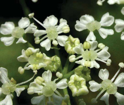 Close-up of small, white poison hemlock flowers