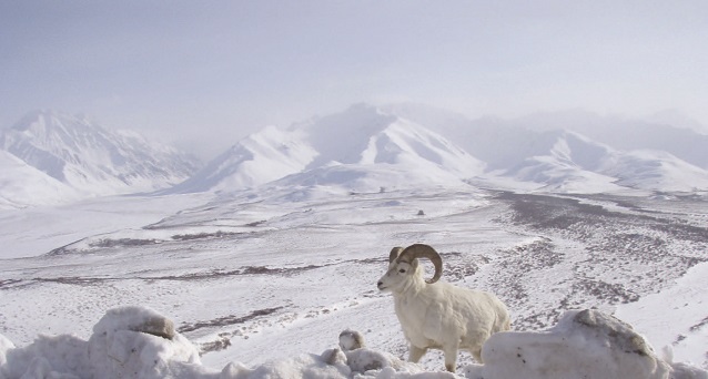 a Dall's sheep stands with snowy mountains in the background