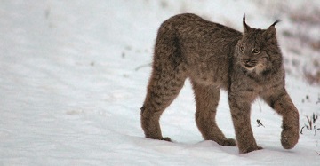 a lynx in the snow
