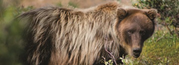 close up of a grizzly bear