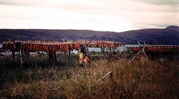 racks of fish drying near a rive