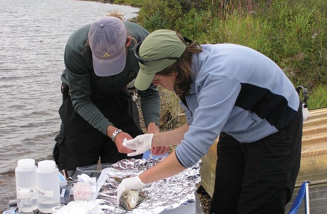 two people with gloves on hold a fish on a table