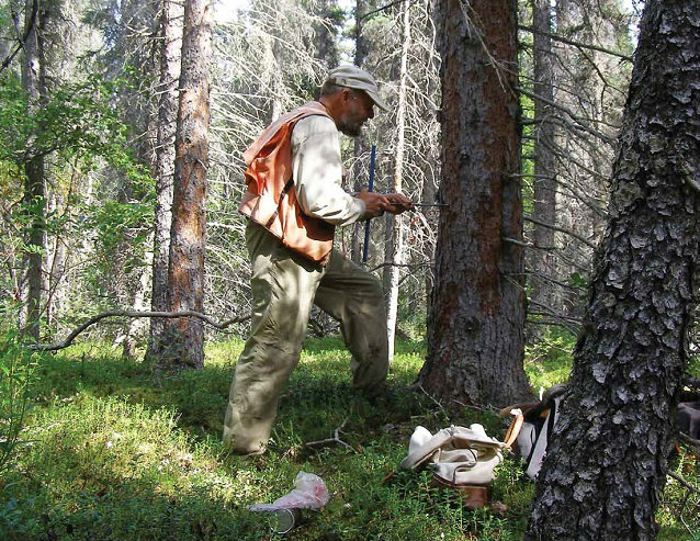 a man pushes a tree-coring auger into a trunk