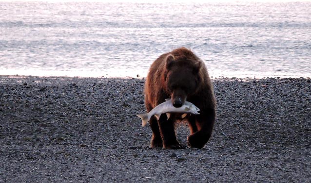 bear walking on a rocky beach holding a large salmon in its mouth bear walking on a rocky beach holding a large salmon in its mouth
