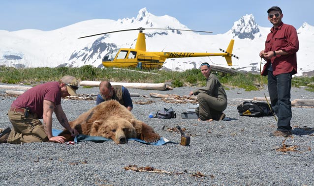 four people and a helicopter near a sedated brown bear four people and a helicopter near a sedated brown bear
