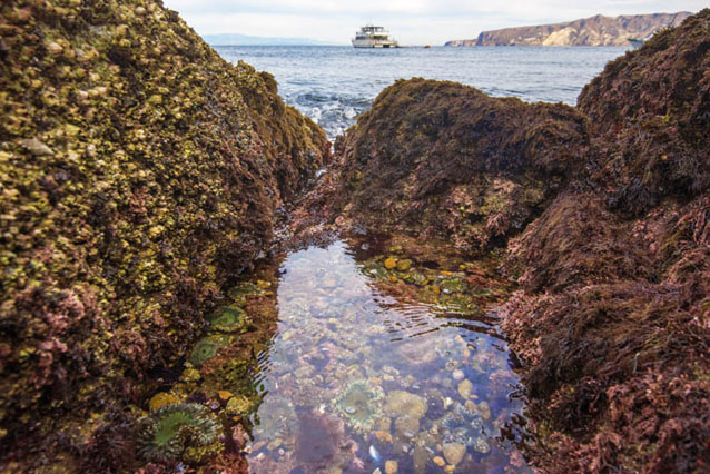 A rocky intertidal pool teeming with colorful seaweeds, urchins, anemones, and more