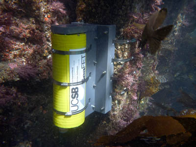 A cylindrical, yellow SeaFET pH sensor mounted to an algae-covered pier piling A cylindrical, yellow SeaFET pH sensor mounted to an algae-covered pier piling