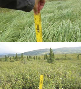 two photos showing a ruler next to sedges and shrubs
