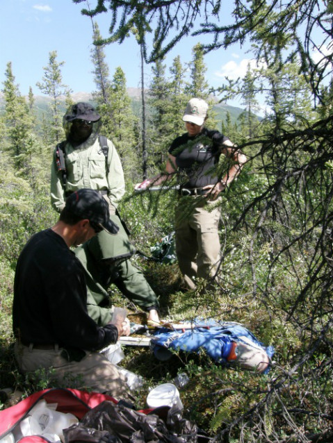 three people stand in spruce trees collecting fuel moisture samples in Denali
