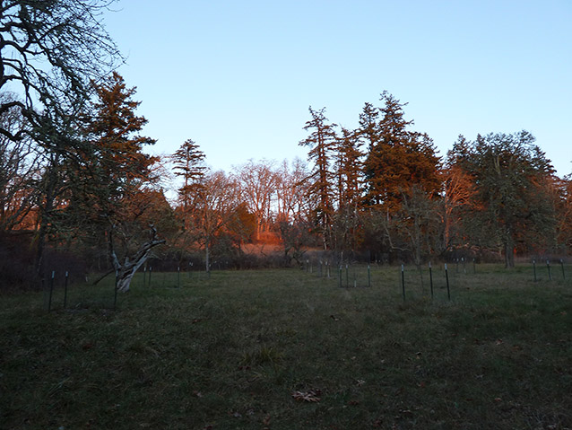 Sandwith Homestead with sunset lighting hitting the trees Sandwith Homestead with sunset lighting hitting the trees